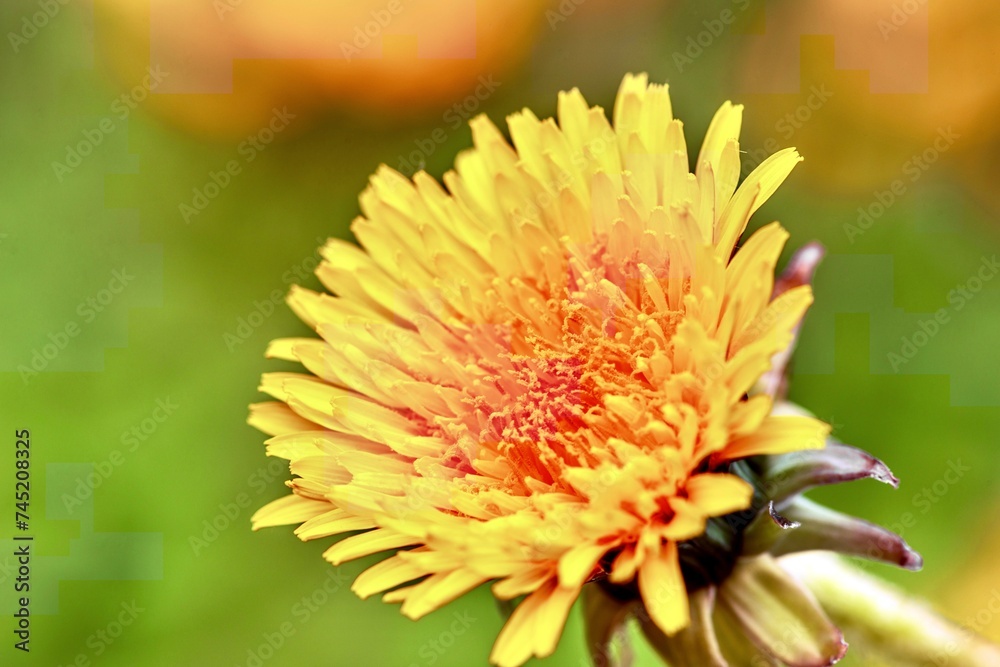 Yellow dandelion flowers in the garden. Selective focus.