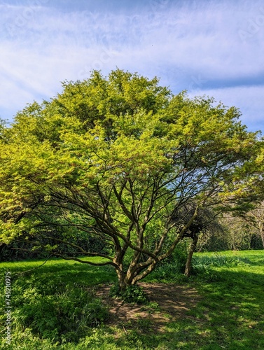 Beautiful big green tree on a meadow in a city park on a sunny day in Dublin, Irish nature