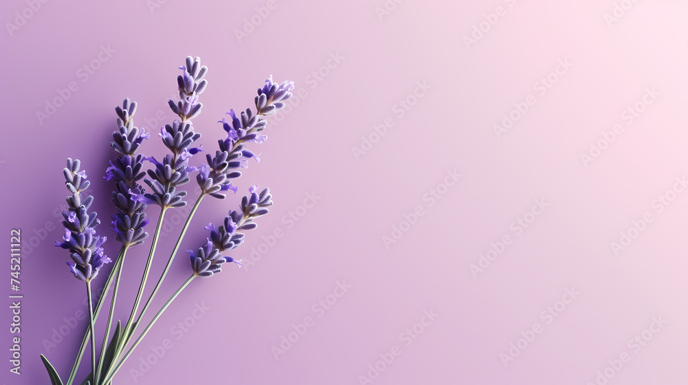 Naklejka premium A field of lavender flowers with a blurry sky in the background