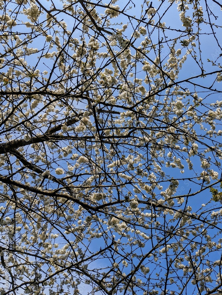 Spring blooming cherry tree branches with white flowers in blue sky beautiful floral background Spring blooming cherry tree branches with white flowers in blue sky beautiful floral background