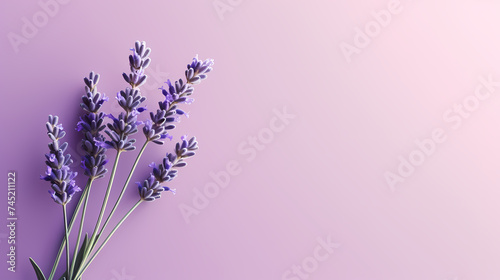 A field of lavender flowers with a blurry sky in the background