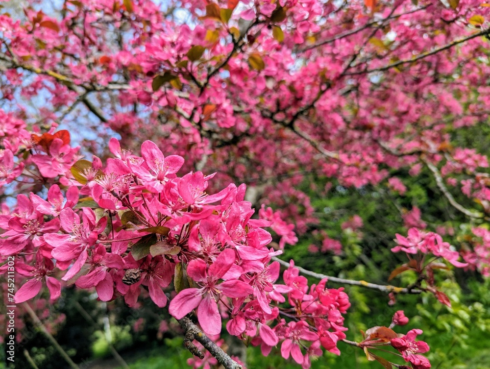 Beautiful blooming Japanese cherry trees in irish sakura garden