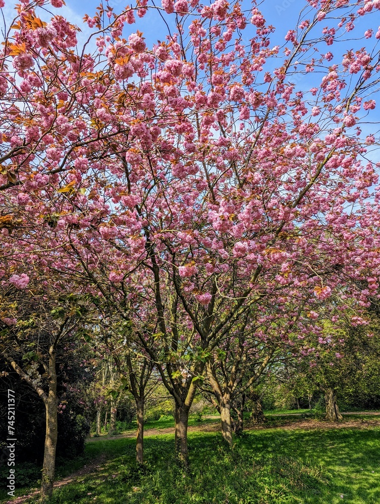 Bright pink spring cherry blossom Herbert park Dublin Ireland