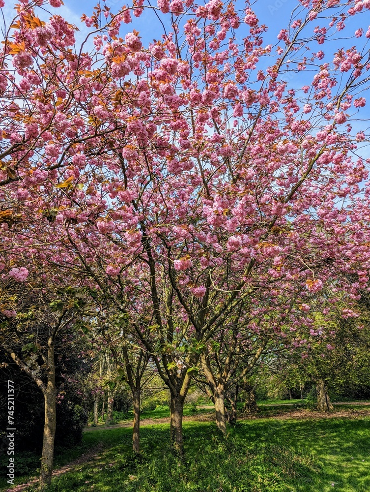 Bright pink spring cherry blossom Herbert park Dublin Ireland Bright pink spring cherry blossom Herbert park Dublin Ireland