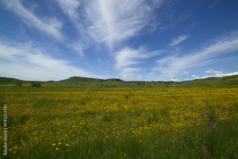 green field and sky Meadow in Meilogu. Muros, SS, Sardinia. Italy