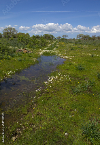 landscape with creek and mountains, Stream in a meadow between Mores and Bono. Sassari, Sardinia, Italy