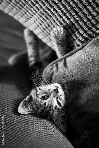 Portrait d'un chaton tigré en train de dormir profondément sur le canapé © PicsArt
