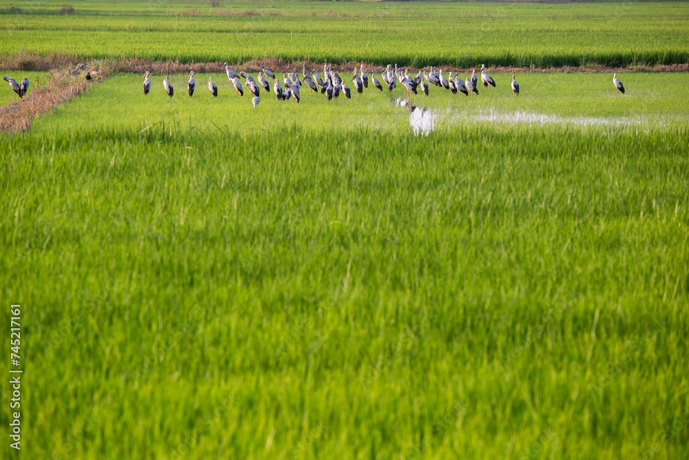 Rice leaves greenery natural background. Paddy field in growing season agricultural with group of birds (Asian openbill), (Anastomus oscitans) feeding food in green rice fields. Rice leaves greenery natural background. Paddy field in growing season agricultural with group of birds (Asian openbill), (Anastomus oscitans) feeding food in green rice fields.