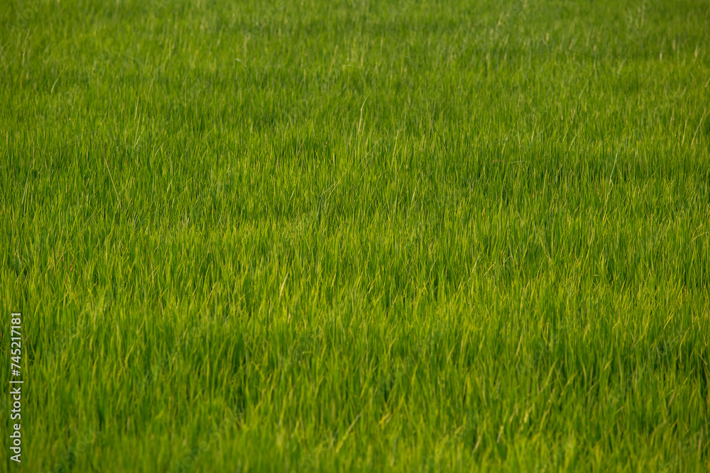 Rice leaves greenery natural background. Paddy field in growing season agricultural concept. Rice leaves greenery natural background. Paddy field in growing season agricultural concept.