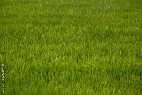 Rice leaves greenery natural background. Paddy field in growing season agricultural concept.
