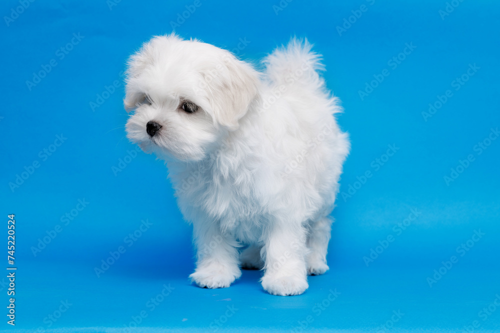Obraz premium Cute small white puppies of the Maltez breed on trendy blue background. Pets and lifestyle concept. Free space for text.