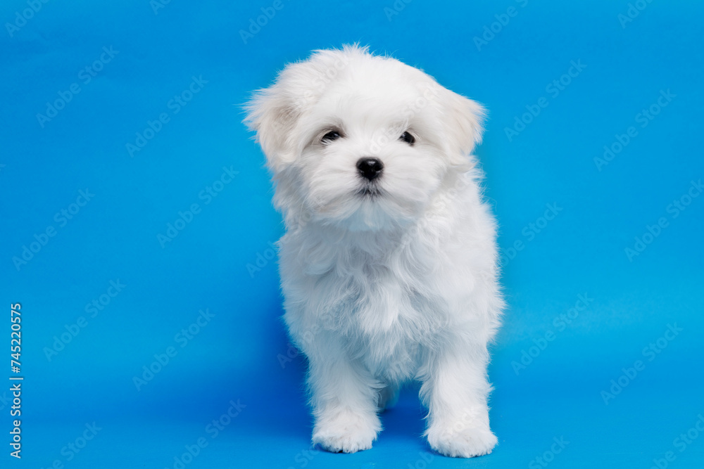 Cute small white puppies of the Maltez breed on trendy blue background. Pets and lifestyle concept. Free space for text. Cute small white puppies of the Maltez breed on trendy blue background. Pets and lifestyle concept. Free space for text.