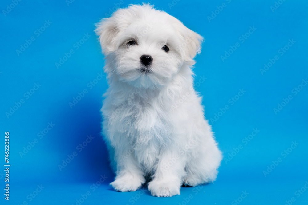 Cute small white puppies of the Maltez breed on trendy blue background. Pets and lifestyle concept. Free space for text.