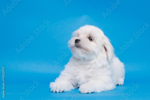 Cute small white puppies of the Maltez breed on trendy blue background. Pets and lifestyle concept. Free space for text. photo