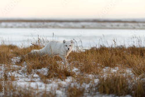 Fotografía Arctic fox (Vulpes Lagopus) in winter time in Siberian tundra