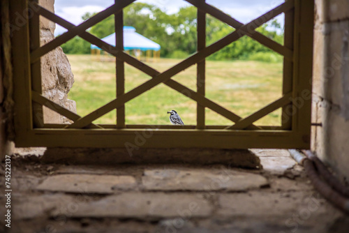 A small bird holds nesting material in its beak. An ancient window in the fortress. 
