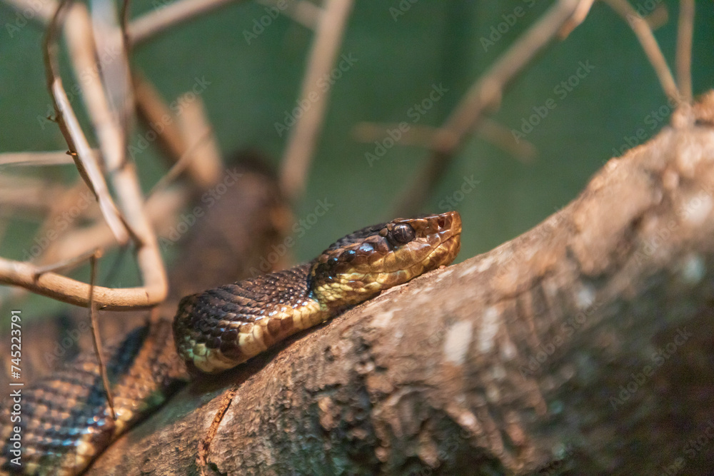 snake in the grass snake in the grass