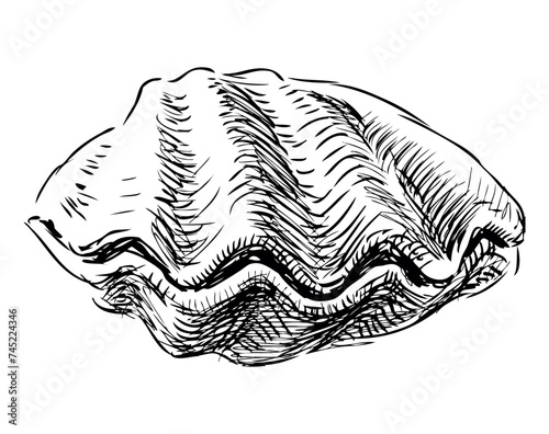 Hand drawing of one mollusc seashell, black and white vector sketch isolated on white
