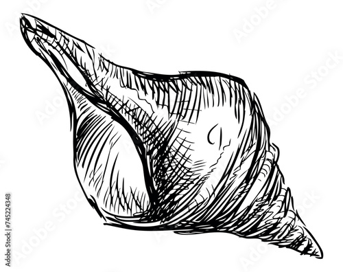 Hand drawing of single mollusc seashell, black and white vector sketch isolated on white
