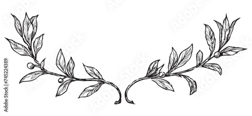 Hand drawing of two laurel branches, black and white vector illustration isolated on white