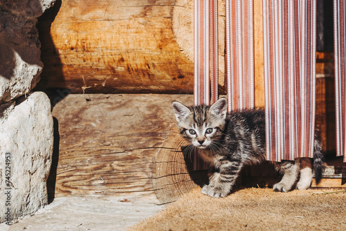 Adorable petit chaton tigré qui découvre l'extérieur © PicsArt