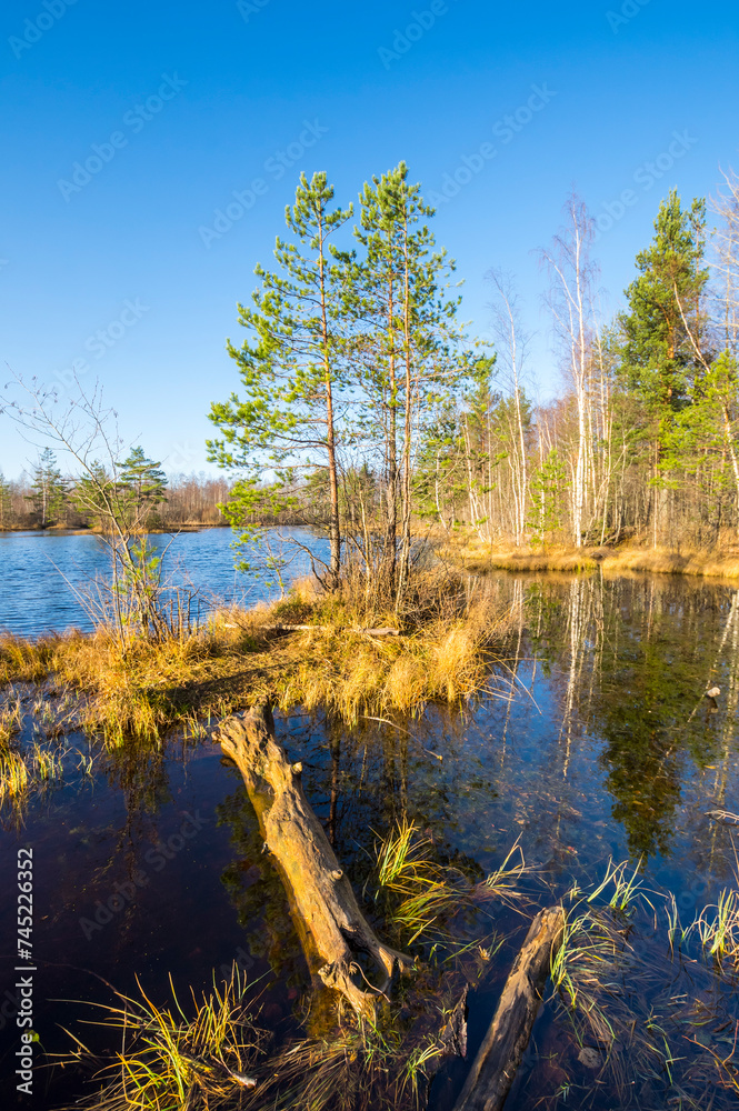 Obraz premium View of the forest lake in the autumn