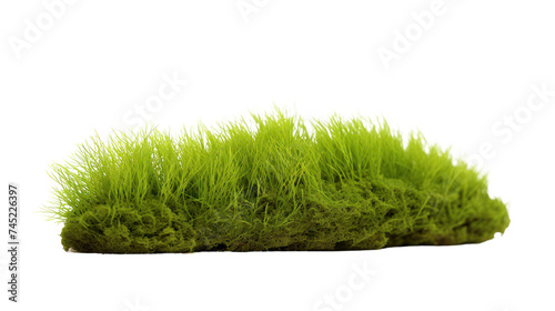 Green moss with grass isolated on transparent and white background.PNG image photo