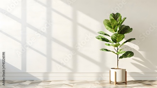 Fiddle Leaf Fig Plant for Modern Home photo