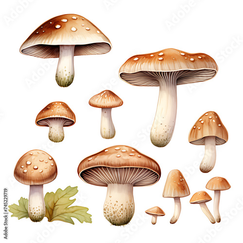 watercolor painting realistic mushroom isolated on white background. Clipping path included.