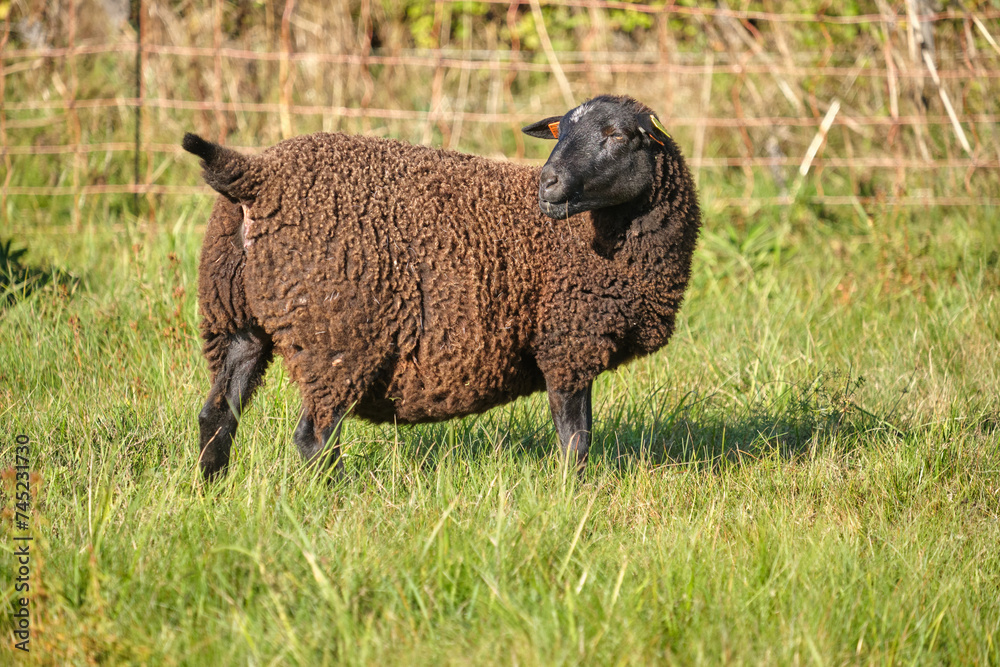 Dorper sheep, Gotland sheep and mixed breeds of both breeds grazing in a meadow in summer on a sunny day in Skaraborg Sweden Dorper sheep, Gotland sheep and mixed breeds of both breeds grazing in a meadow in summer on a sunny day in Skaraborg Sweden