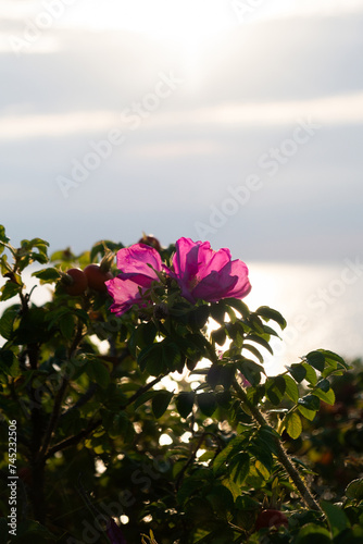 pink flower on the beach © Adrijus