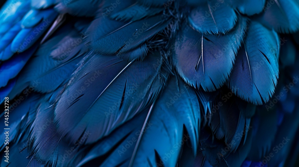 Fototapeta premium close up of black and blue feathers for texture or background use.