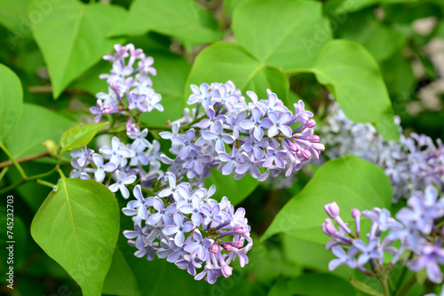 flowering purple lilac among green leaves close up 