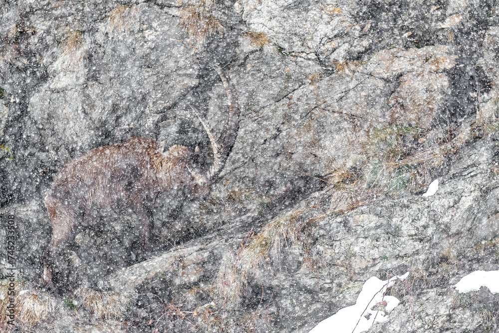 Naklejka premium Snowstorm on the king of the alps, fine art portrait of Alpine ibex (Capra ibex)