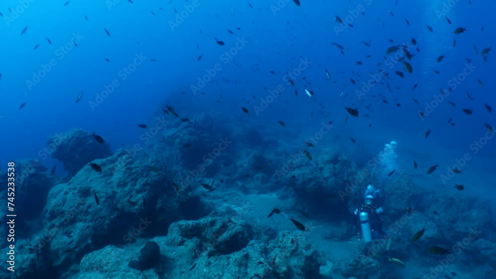 sea breams and fish scenery underwater ocean scenery of fish grouping animal behaviour sea breams and fish scenery underwater ocean scenery of fish grouping animal behaviour