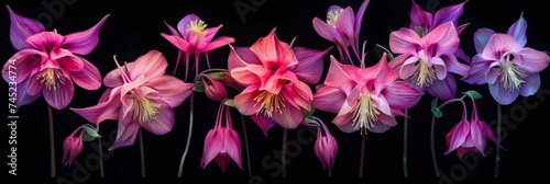 the world of Aquilegia flowers with this captivating pattern