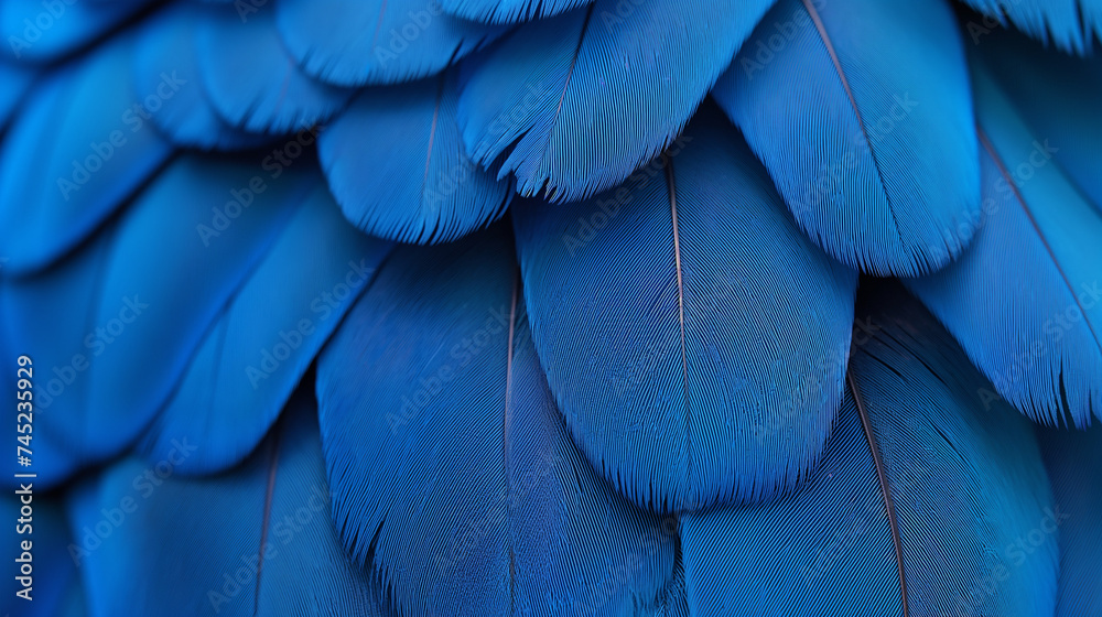 blue and gold bird feathers