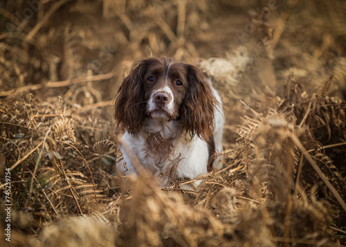 Obraz na płótnie english springer spaniel