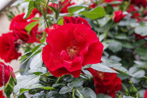 Rosa cinnamomea