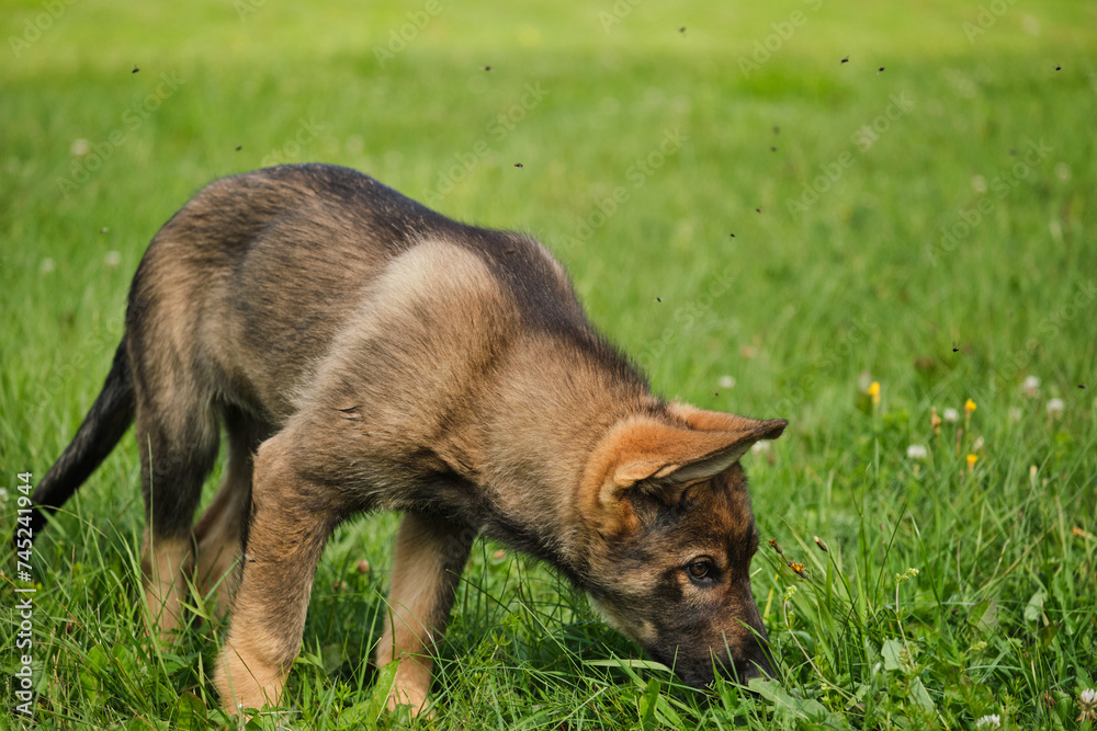 Beautiful German Shepherd puppies playing on a meadow in summer on a sunny day in Skaraborg Sweden