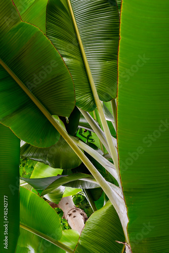 zdrowe piękne zielone liście bananowca