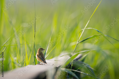 mały ptak siedzący na balustradzie drewnianego mostku rozgląda się po okolicy