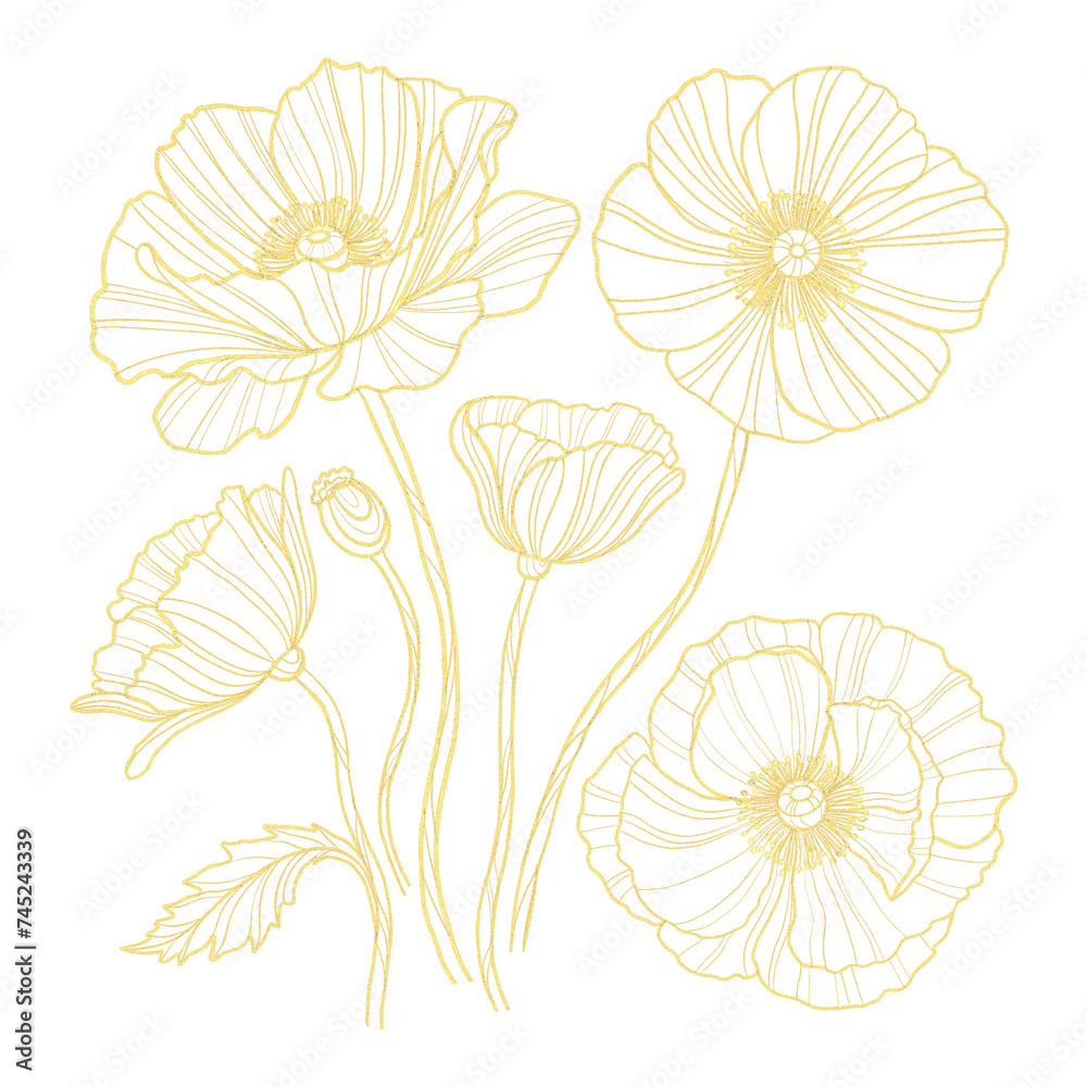 Outline gold set with poppy. Hand drawn flowers