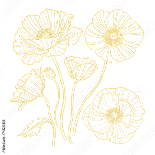 Outline gold set with poppy. Hand drawn flowers