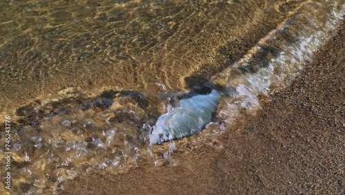 A dying freshwater river fish splashes in the water near the sandy shore. Environmental disasters, helminth infestation, global warming, climate change. photo