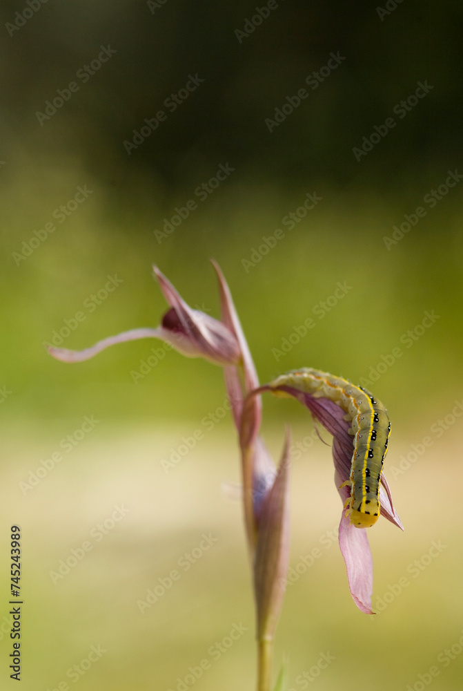 caterpillar and Orchid (Serapias lingua).Budoni, Sardegna. Italia. caterpillar and Orchid (Serapias lingua).Budoni, Sardegna. Italia.