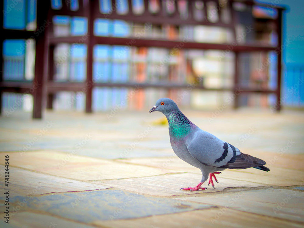 Obraz premium pigeon on the wall