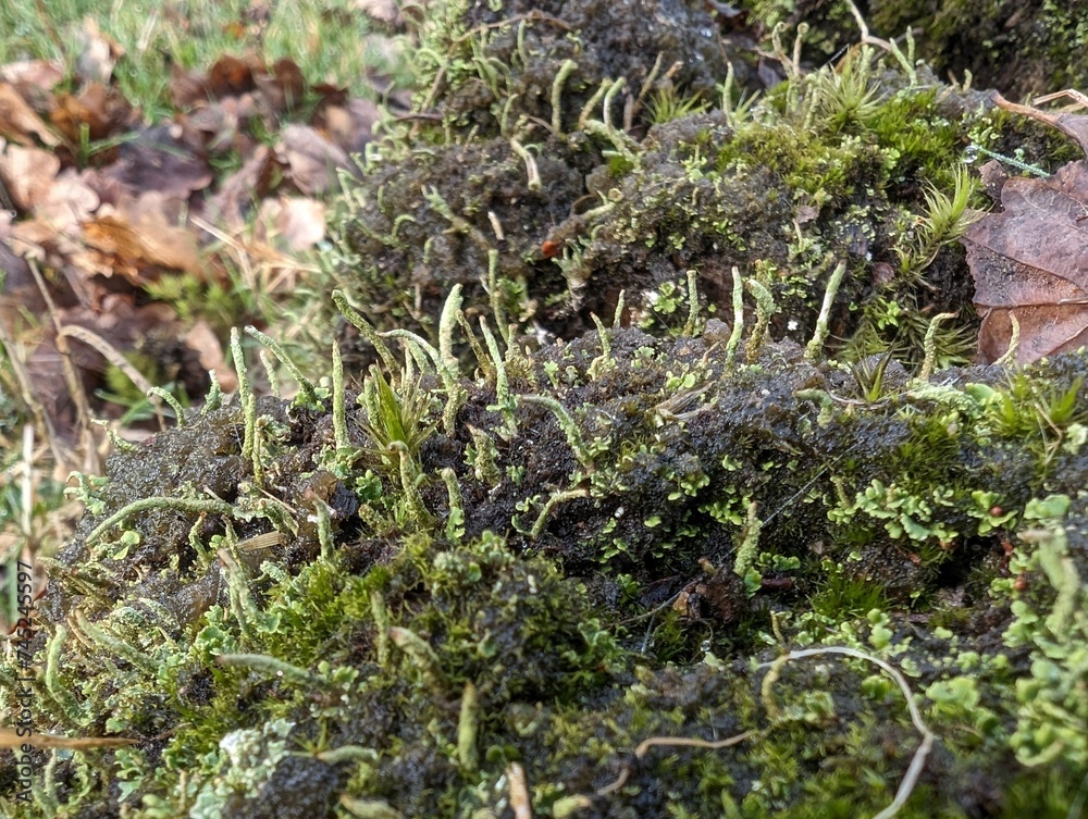 Cladonia (pixie-cup) lichen in the British countryside Cladonia (pixie-cup) lichen in the British countryside