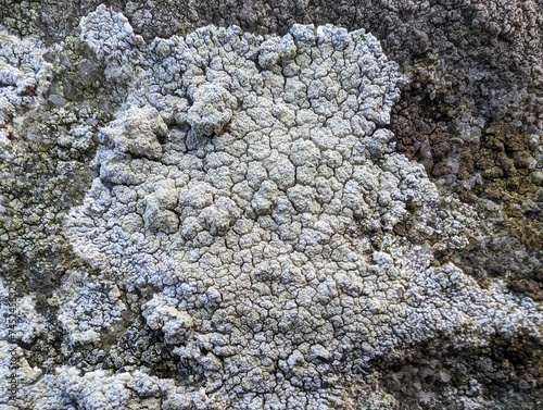 A crustose lichen growing on rocks photo