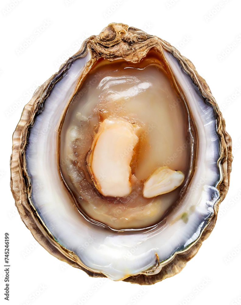 Raw abalones isolated on transparent background Raw abalones isolated on transparent background